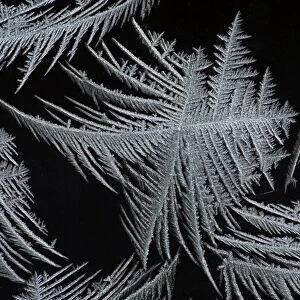 Frost Crystal - On car windscreen Lower Saxony, Germany