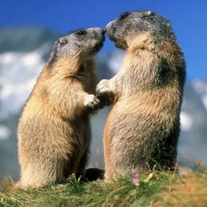 Alpine Marmots Print - X2 Facing Marmota marmota Image Alpine Marmots Print - X2 Facing Marmota marmota Image