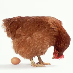 Chicken Print, Studio Shot of a Bird Looking at an Egg Chicken Print, Studio Shot of a Bird Looking at an Egg