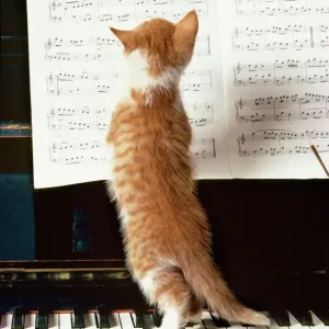 Ginger Cat Kitten on Piano Print Ginger Cat Kitten on Piano Print
