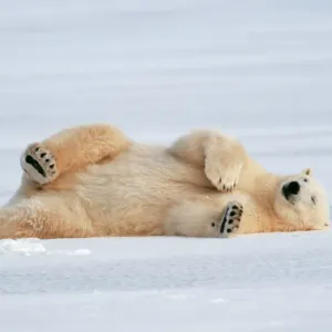 Polar Bear Print - Ursus maritimus Lying on Side Polar Bear Print - Ursus maritimus Lying on Side