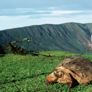 Galapagos Giant TORTOISE - by volcano - Alcedo Crater