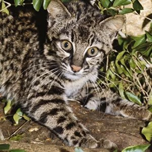 Geoffroy's Cat / Ocelot Bolivia to Patagonia, South America