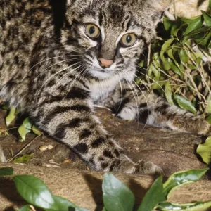 Geoffroy's Cat / Ocelot Bolivia to Patagonia, South America