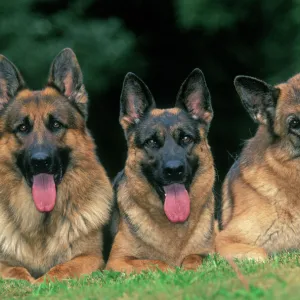 German Shepherd / Alsatian Dogs - Three lying down together