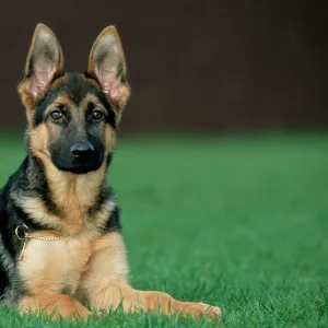 German Shepherd Dog - Young lying on grass