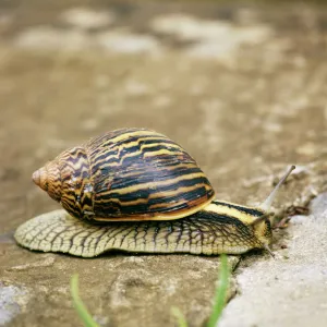 Mollusks Collection: Land Snails