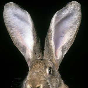 Giant Flemmish Rabbit - close-up of head & ears