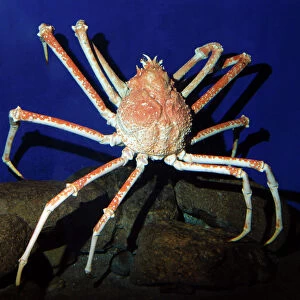 Crustaceans Collection: Spider Crab