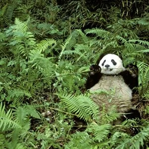 Giant Panda - Feeding on bamboo (Arrow bamboo Gelidocalamus fangianus) - Wolong Reserve - Sichuan - China JPF36709