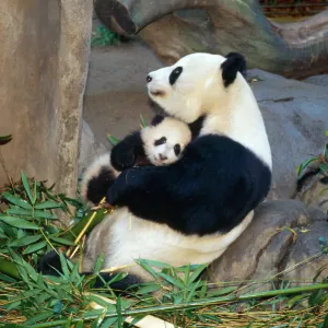 Giant Panda - female holding four month old young born in a Zoo. San Diago Zoo, California, USA