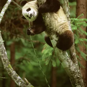 Giant Panda - Hanging upside in tree - Wolong Reserve - Sichuan - China JPF36911