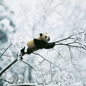 Giant Panda Juvenile up tree in snow. © Adrian Warren / ARDEA LONDON