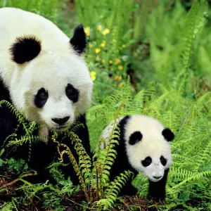 Giant Panda - Mother and Young Cub - Wolong Nature Reserve - Qionglai Mountains - China 4MA764P