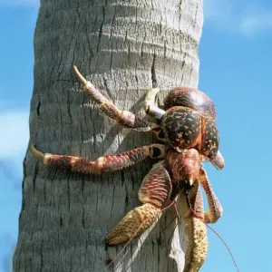 Giant Robber / Coconut Crab WAT 5918 On coconut palm tree Indian Ocean Birgus Latro © M. Watson / ARDEA LONDON