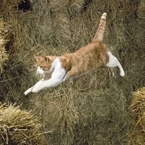 Ginger & White Cat - jumping