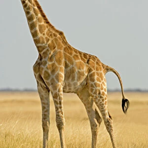 Giraffe - full body portrait - Etosha National Park - Namibia - Africa