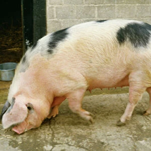 Farm Collection: Pigs