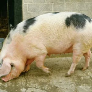 Gloucester Old Spot Pig JD 1761 © John Daniels / ARDEA LONDON