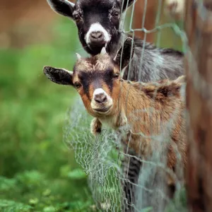 Goats - two with heads stuck though net fence