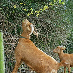Golden Guernsey Goat stretching up to eat leaves