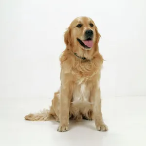 Golden Retriever Dog