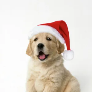 Golden Retriever Dog - puppy 7 weeks old, Wearing Christmas hat