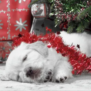 Golden Retriever Dog - puppy asleep under Chirstmas tree. Colours adjusted