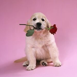 Golden Retriever Dog Puppy with rose in its mouth