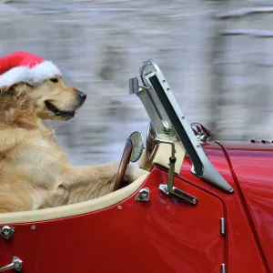 Golden Retriever Dog - wearing Father Christmas hat driving a sports car