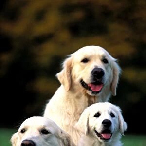 Golden Retriever Dogs Sitting with puppy