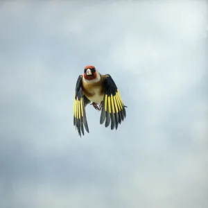 Goldfinch Male in flight head on Bedfordshire, UK
