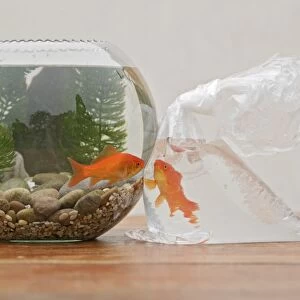Goldfish - in bowl and bag UK