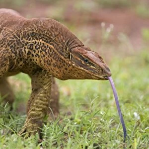 Gould's Goanna - sensing air with tongue One of Australia's largest lizards and found in most open habitats throughout Australia