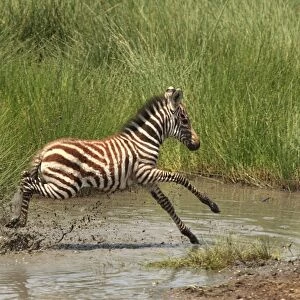 Grant's Zebra - young crossing a river - Serengeti NP - Tanzania
