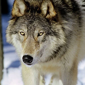 Gray wolf (Canis lupus) male walking in snow -note broadness of head. Minnesota, North America