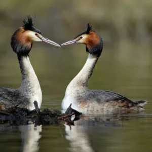 Great Crested Grebes - Pair beside weed platform, courtship displaying. Hessen, Germany