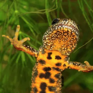 Great Crested Newt - female - Switzerland