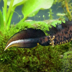 Amphibians Fine Art Print Collection: Newts