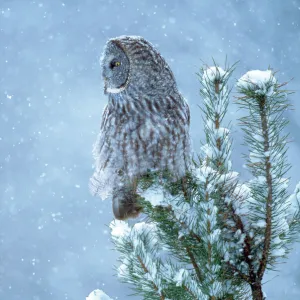 Great Gray Owl - in snow