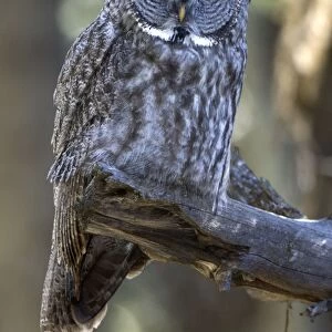 Great gray owl Front view sitting on branch Yellowstone NP USA