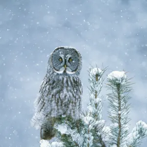 Great Grey OWL - perched on conifer in snow storm