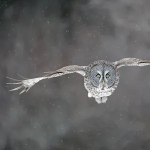 Great Grey Owl - Standing 27 in tall with a wingspan of 52 inches this is our longest owl. When vole populations crash in the boreal forests where they nest they often move south in search of food