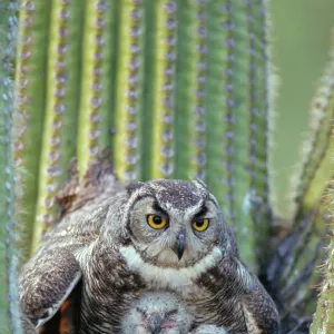 Great Horned Owl (Bubo virginianus) - Arizona - With young in nest in Saguaro Cactus - The "Cat Owl" - A really large owl with ear tufts or "horns" - Eats rodents-birds-reptiles-fish-large insects