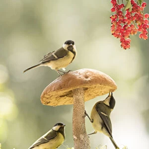 Great tit with mushroom and red currant