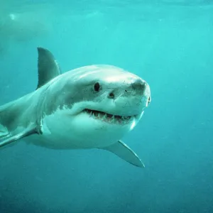 W Jigsaw Puzzle Collection: White Shark