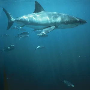 Great White / White / White Pointer Shark