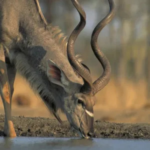 Greater Kudu - Zimbabwe, Africa - Drinking