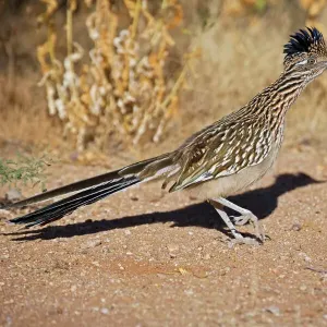 Cuckoos Collection: Greater Roadrunner