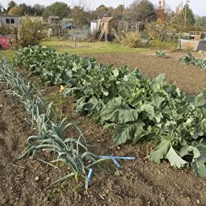 Green vegetables cabbages and leeks growing on local allotment with sheds and compost heaps near Chipping Campden Cotswolds UK